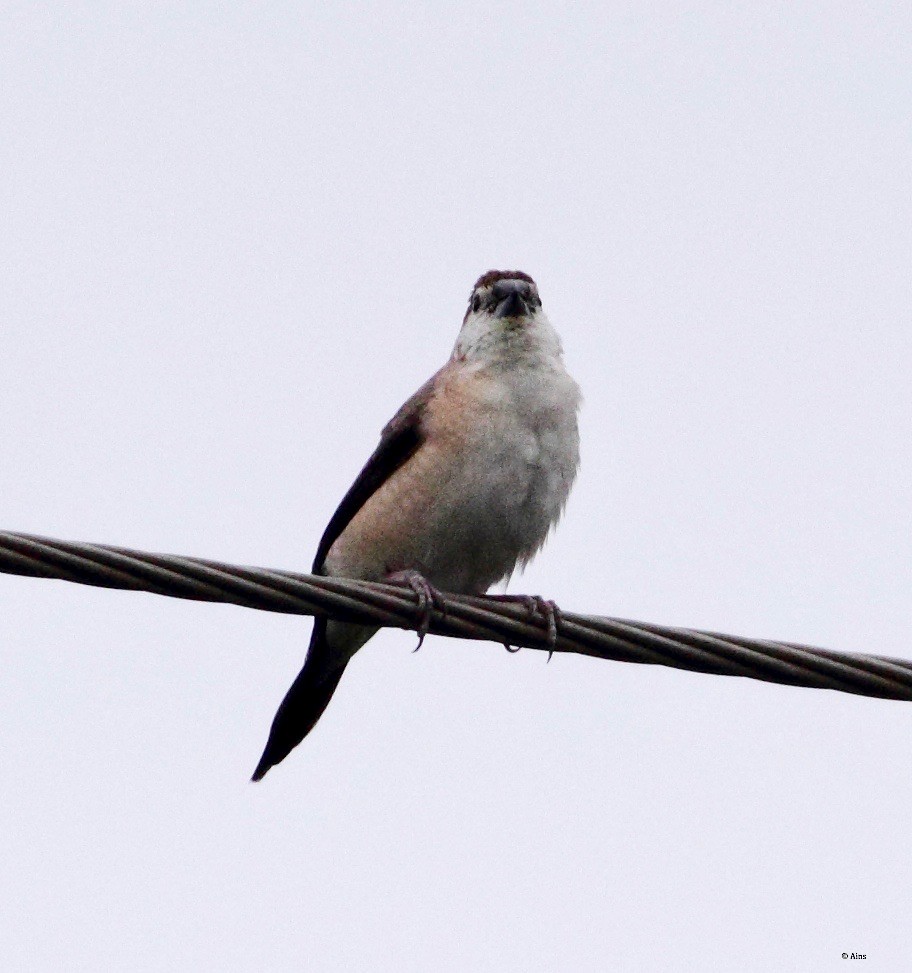 Indian Silverbill - ML171384021