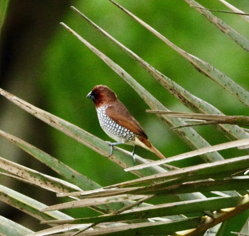 Scaly-breasted Munia - ML171384061