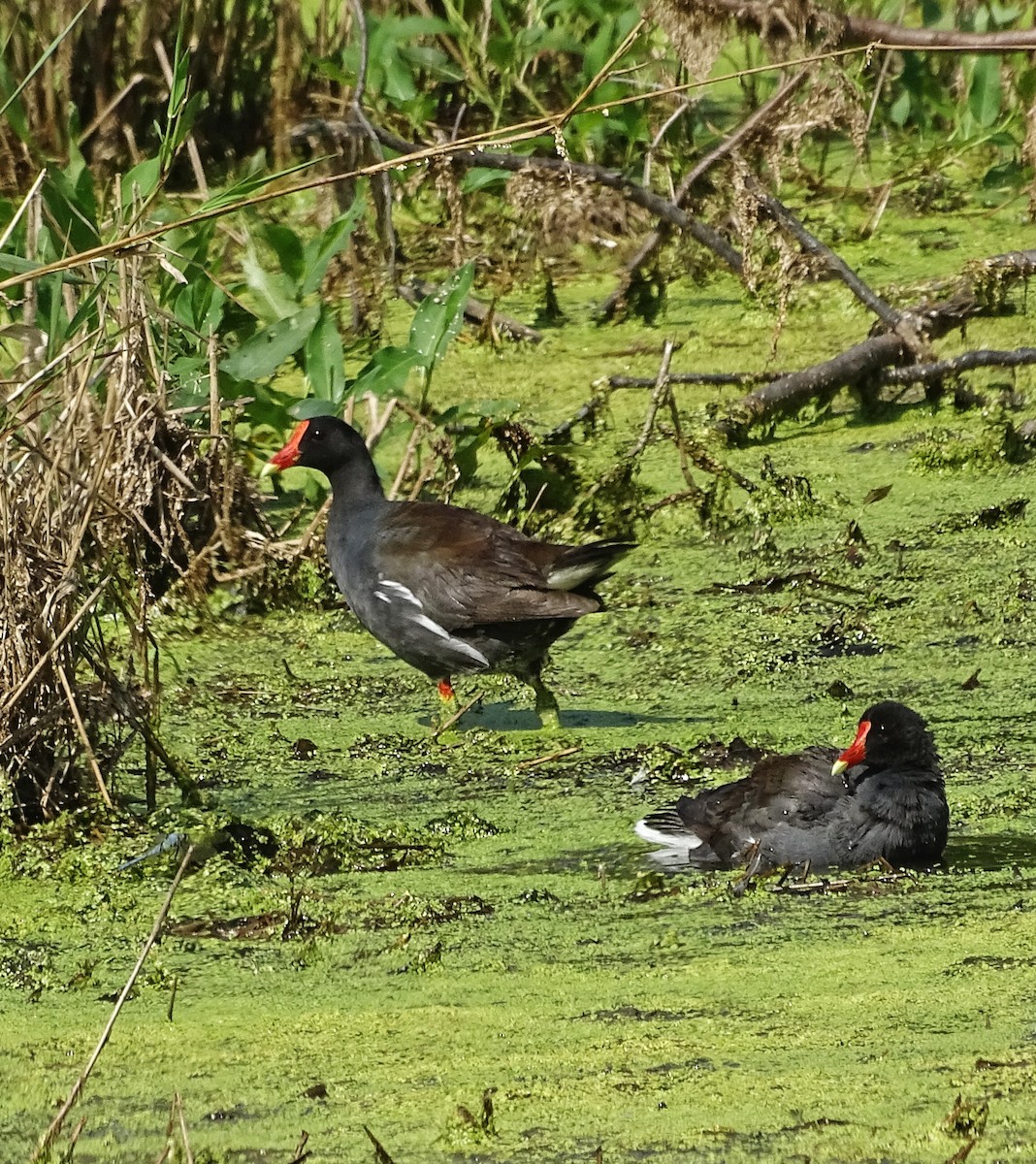 Common Gallinule - ML171387561
