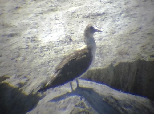 Blue-footed Booby - ML171388051