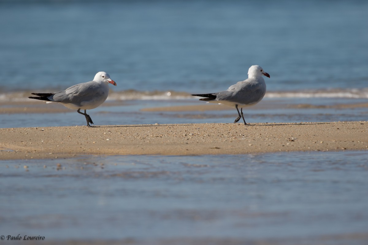 Audouin's Gull - ML171389971