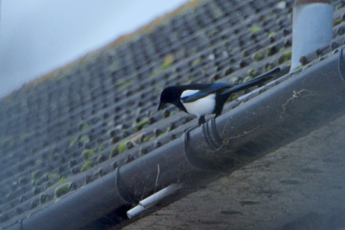 Eurasian Magpie - Marilyn Henry