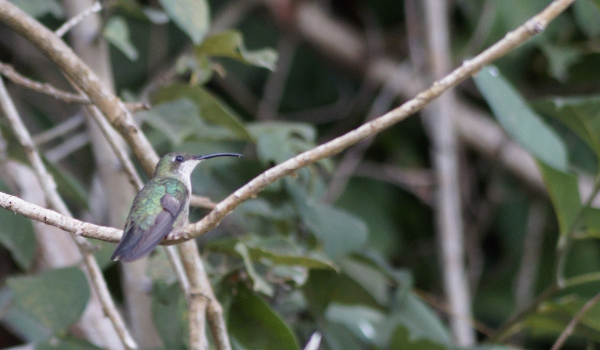 Dominikanermangokolibri - ML171390131