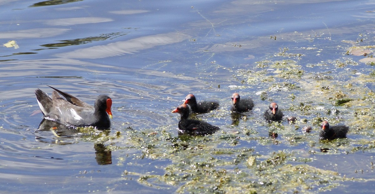 Common Gallinule - ML171390871