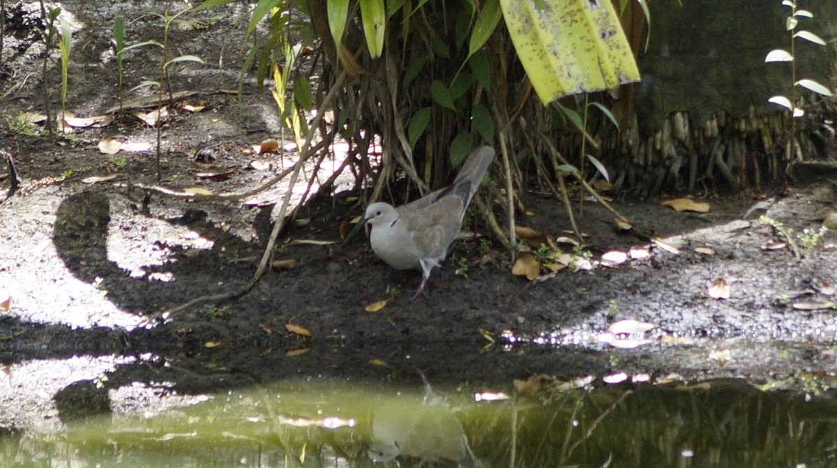 Eurasian Collared-Dove - Dan Sochirca