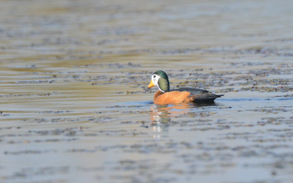 African Pygmy-Goose - ML171391791