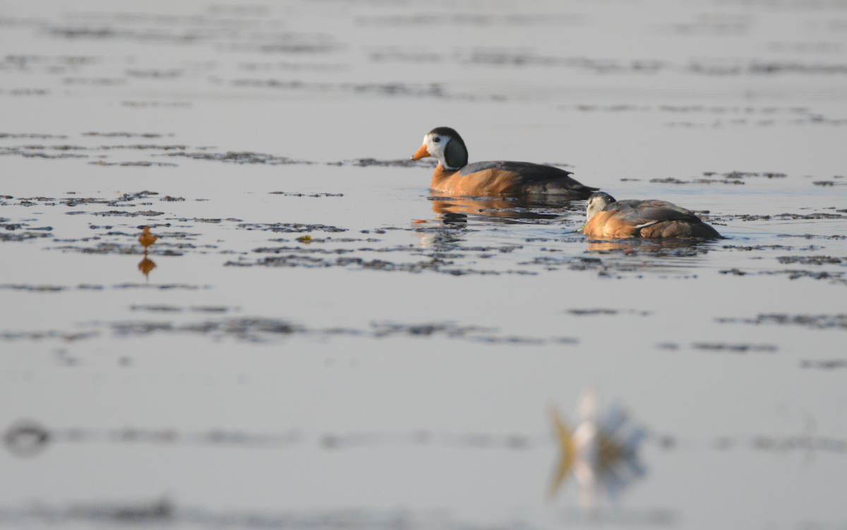 African Pygmy-Goose - ML171392031