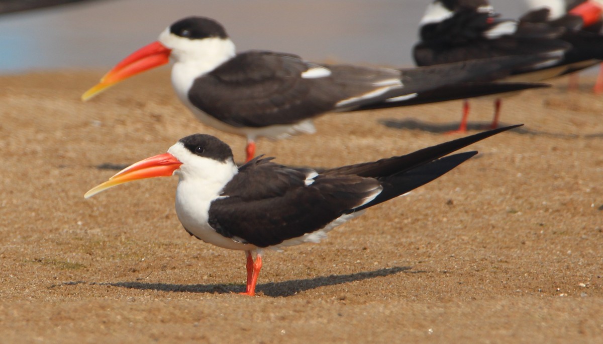 Indian Skimmer - Vineet Srivastava