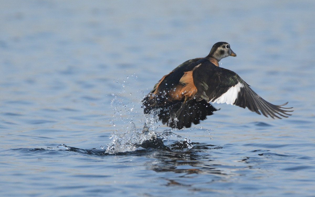 African Pygmy-Goose - ML171392221