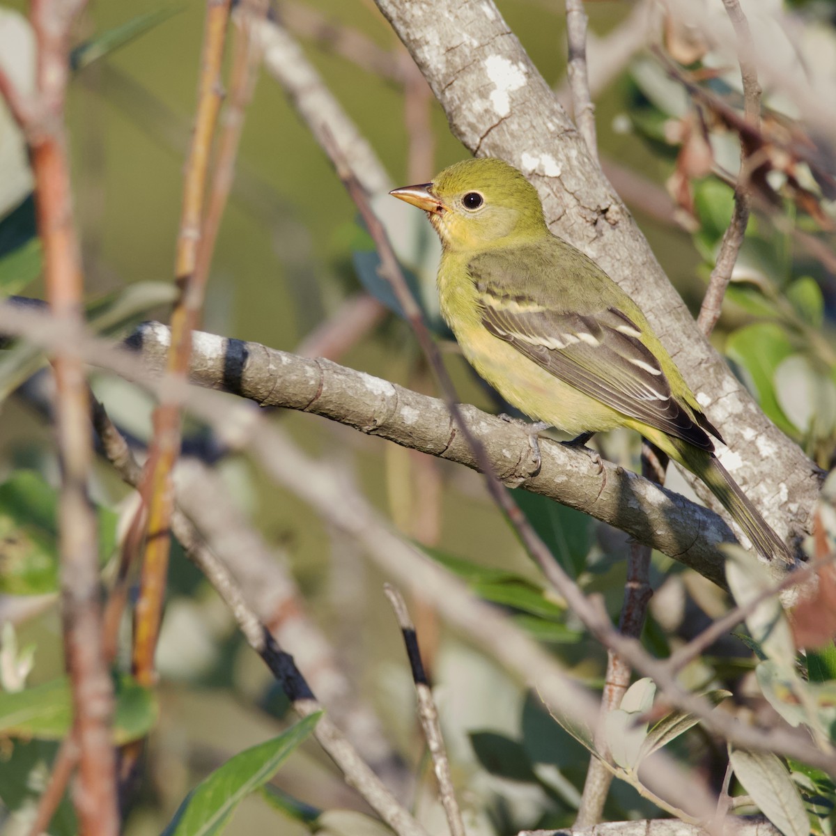 Western Tanager - ML171392331