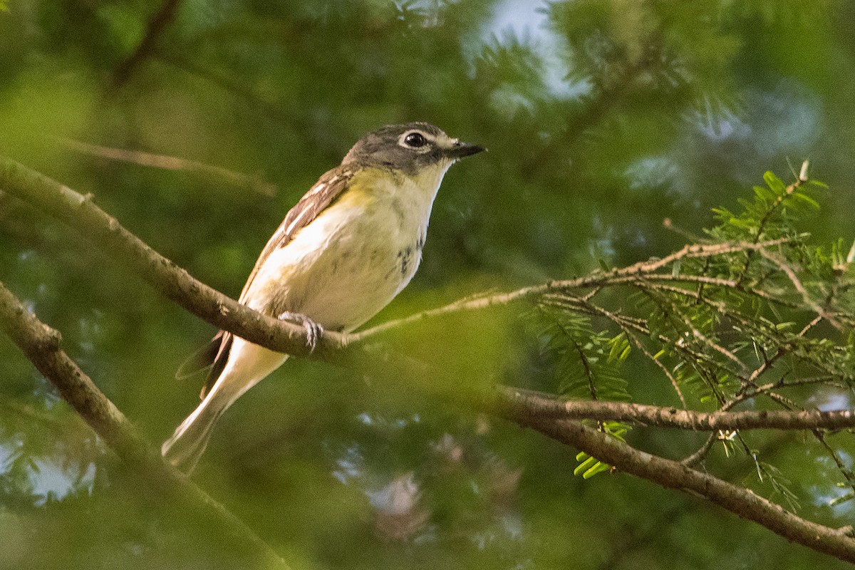 Blue-headed Vireo - ML171393271