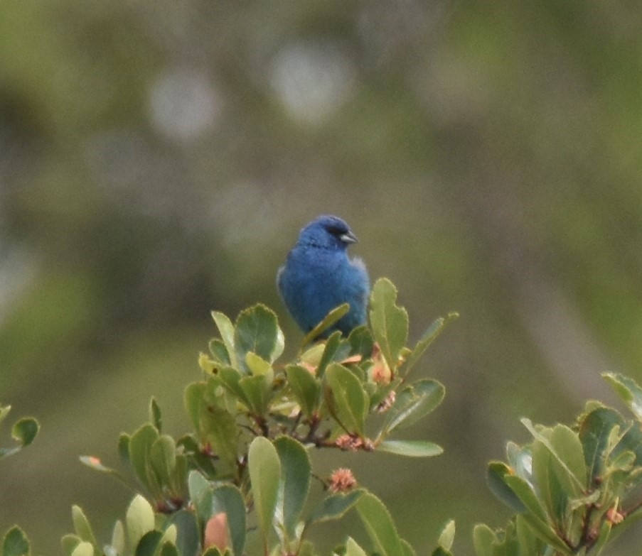 Indigo Bunting - ML171393491