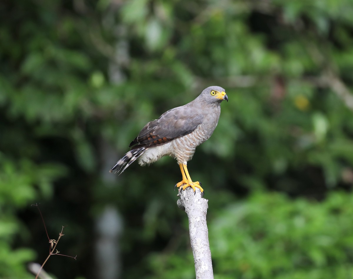 Roadside Hawk - ML171393601