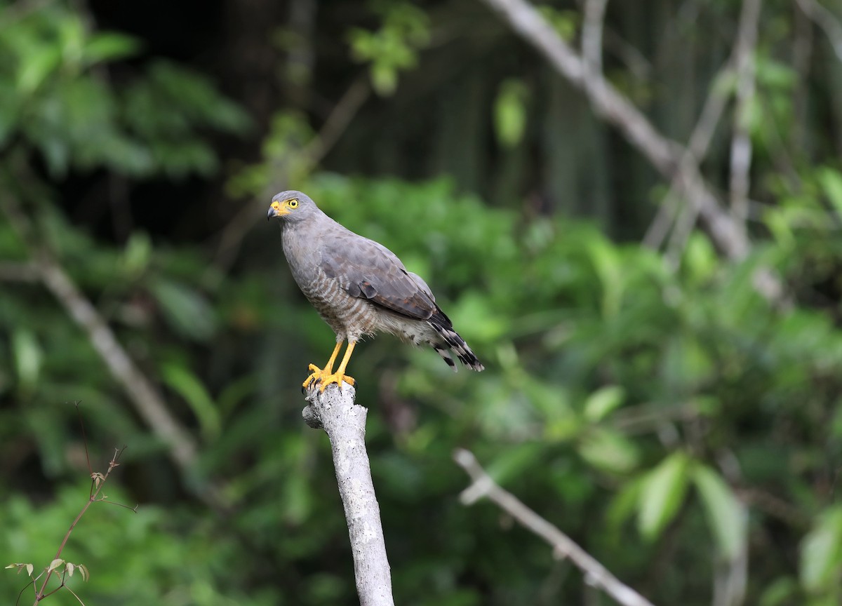 Roadside Hawk - ML171393691