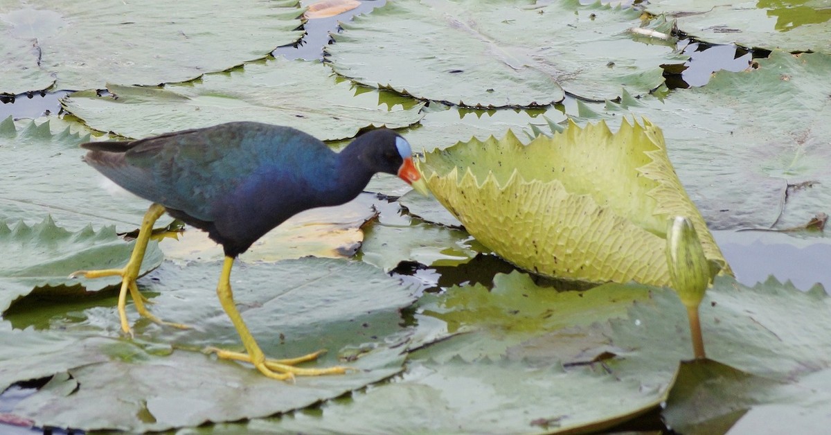 Purple Gallinule - ML171393801