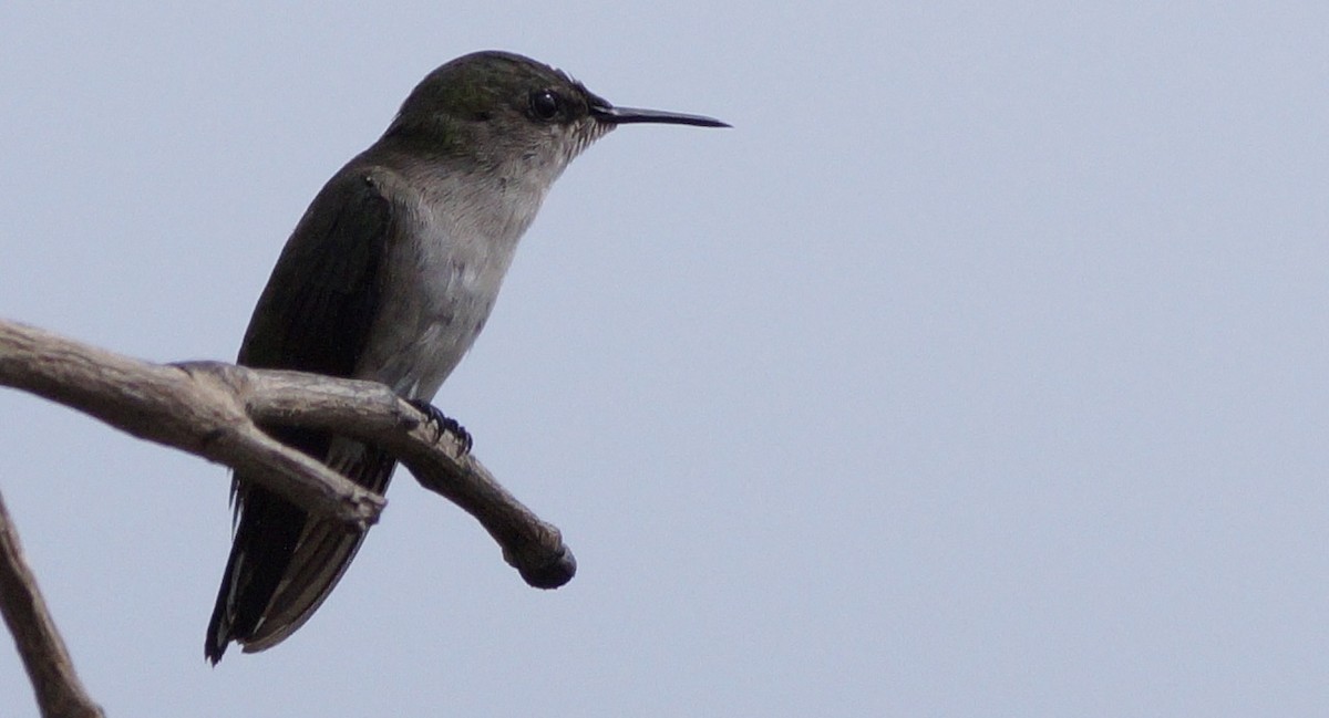 Vervain Hummingbird - Dan Sochirca