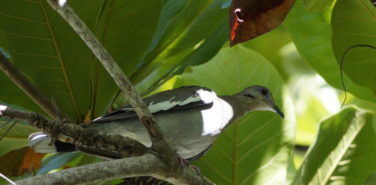 White-winged Dove - ML171394431