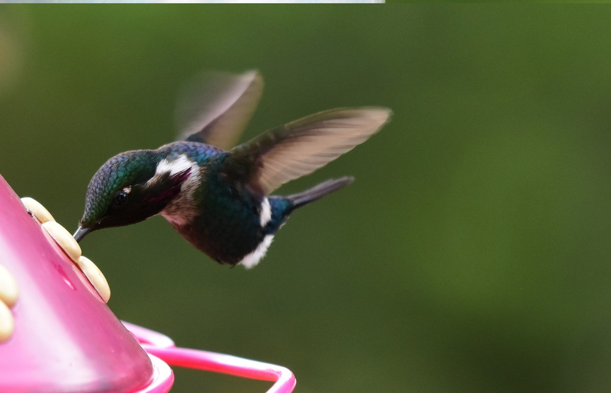 Gorgeted Woodstar - ML171395041