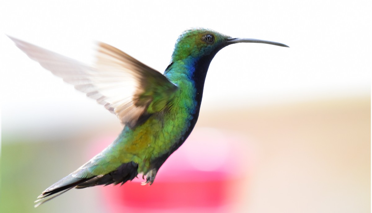 Black-throated Mango - ML171395081