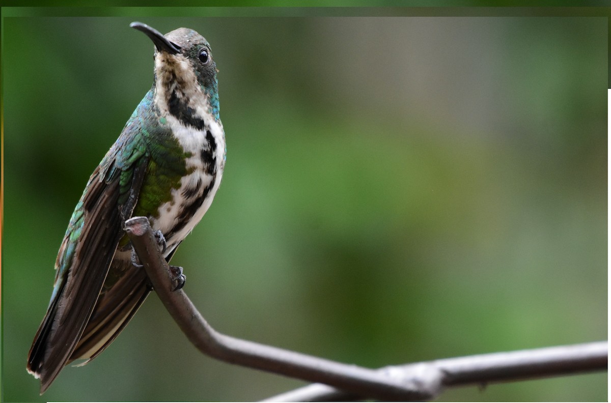 Black-throated Mango - ML171395091