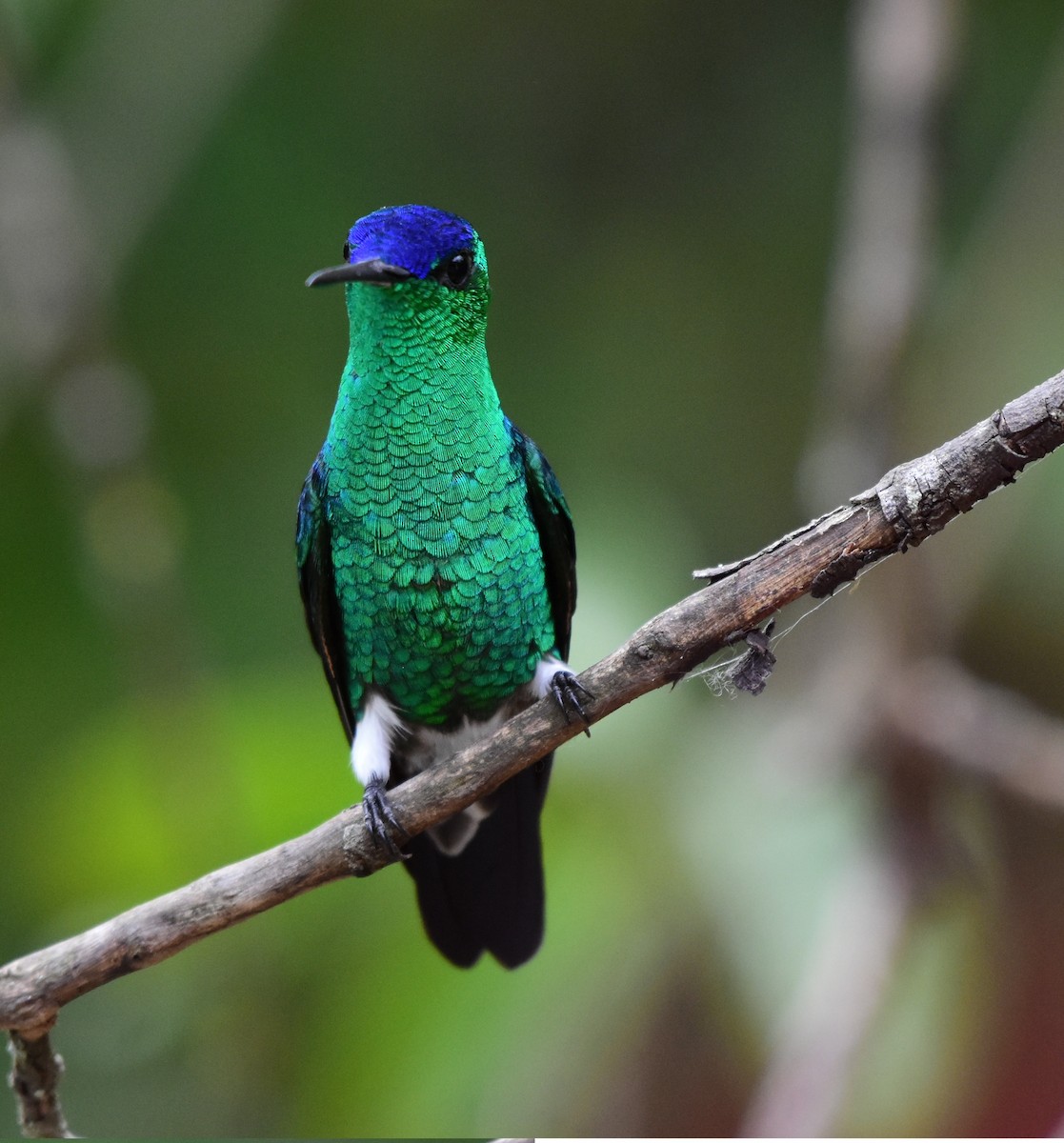 Indigo-capped Hummingbird - ML171395141