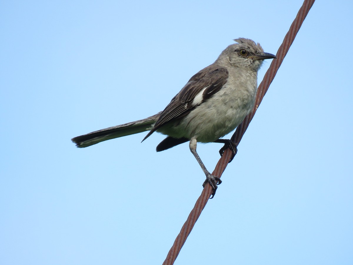 Northern Mockingbird - Casey Girard