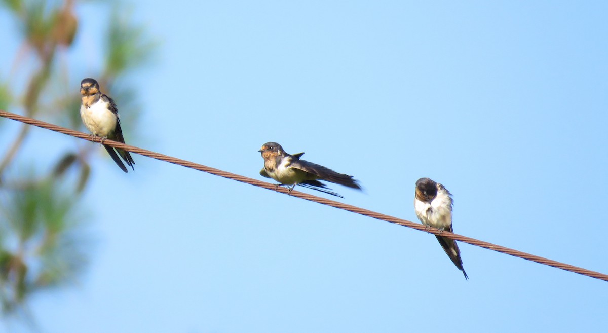 Barn Swallow - ML171396091