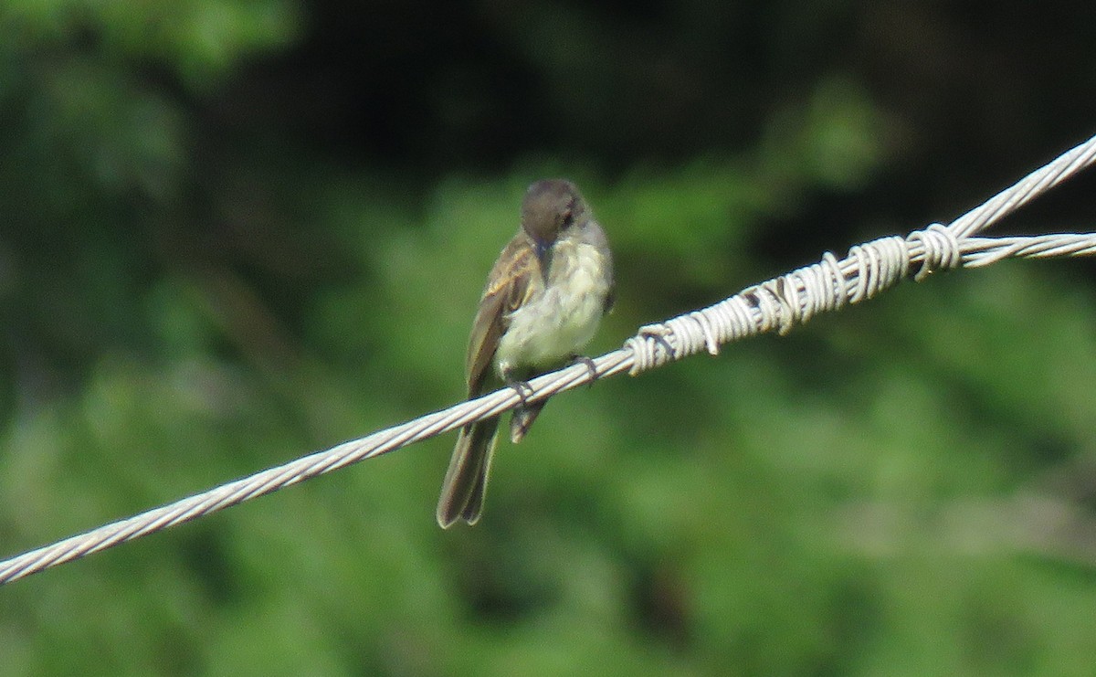 Eastern Phoebe - ML171396111