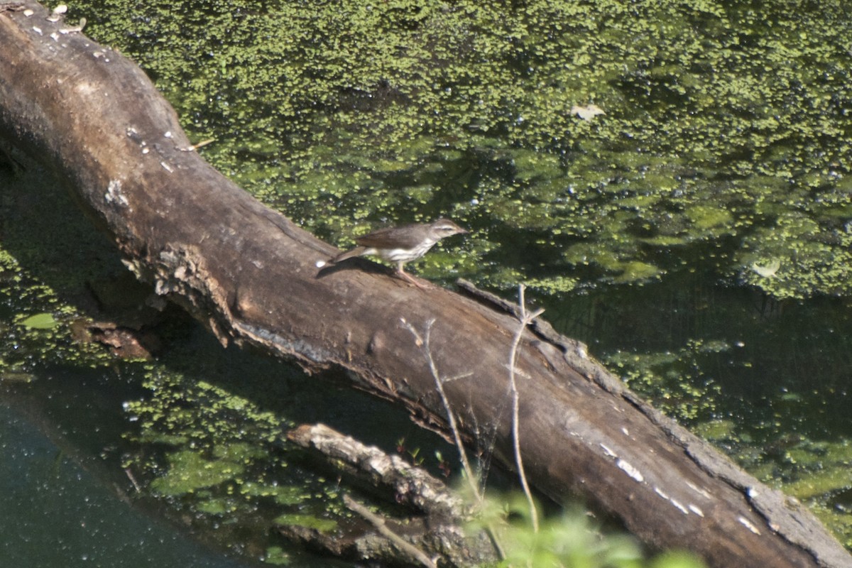 Louisiana Waterthrush - ML171396181