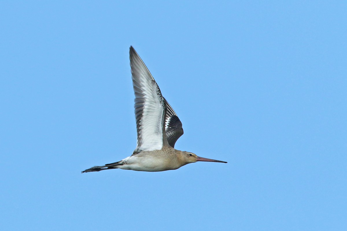 Black-tailed Godwit - ML171399231