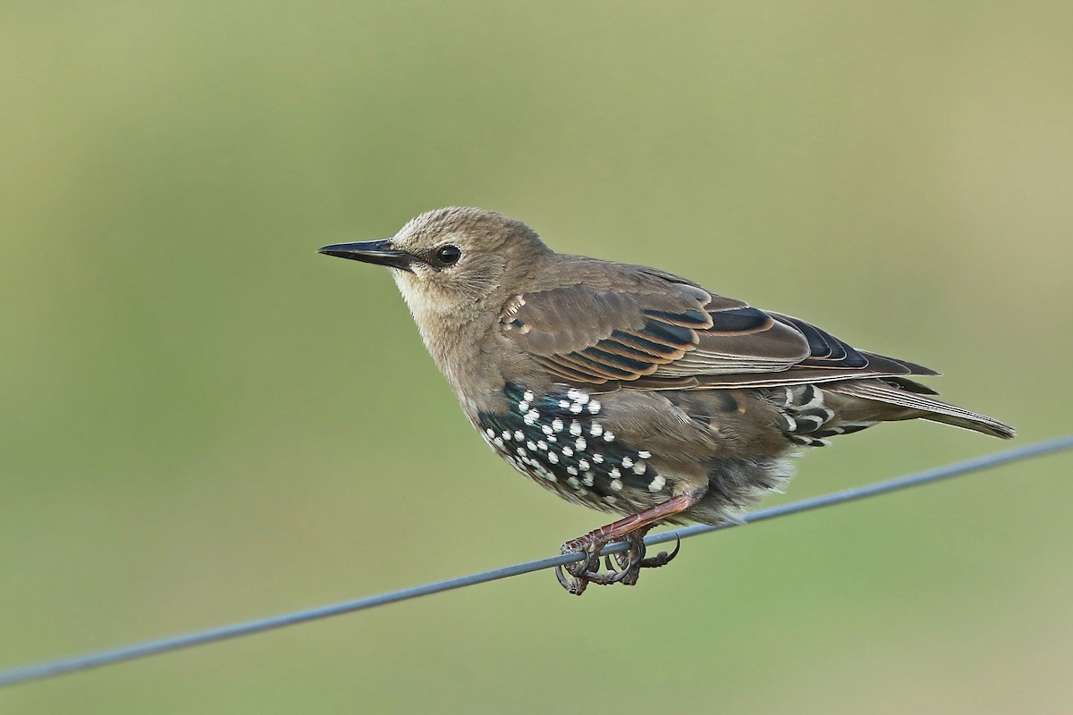 European Starling - ML171399331