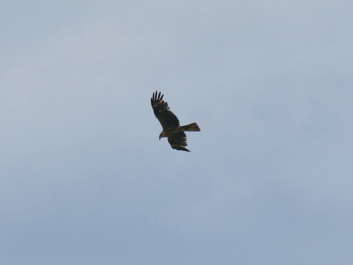 Black Kite - ML171400871