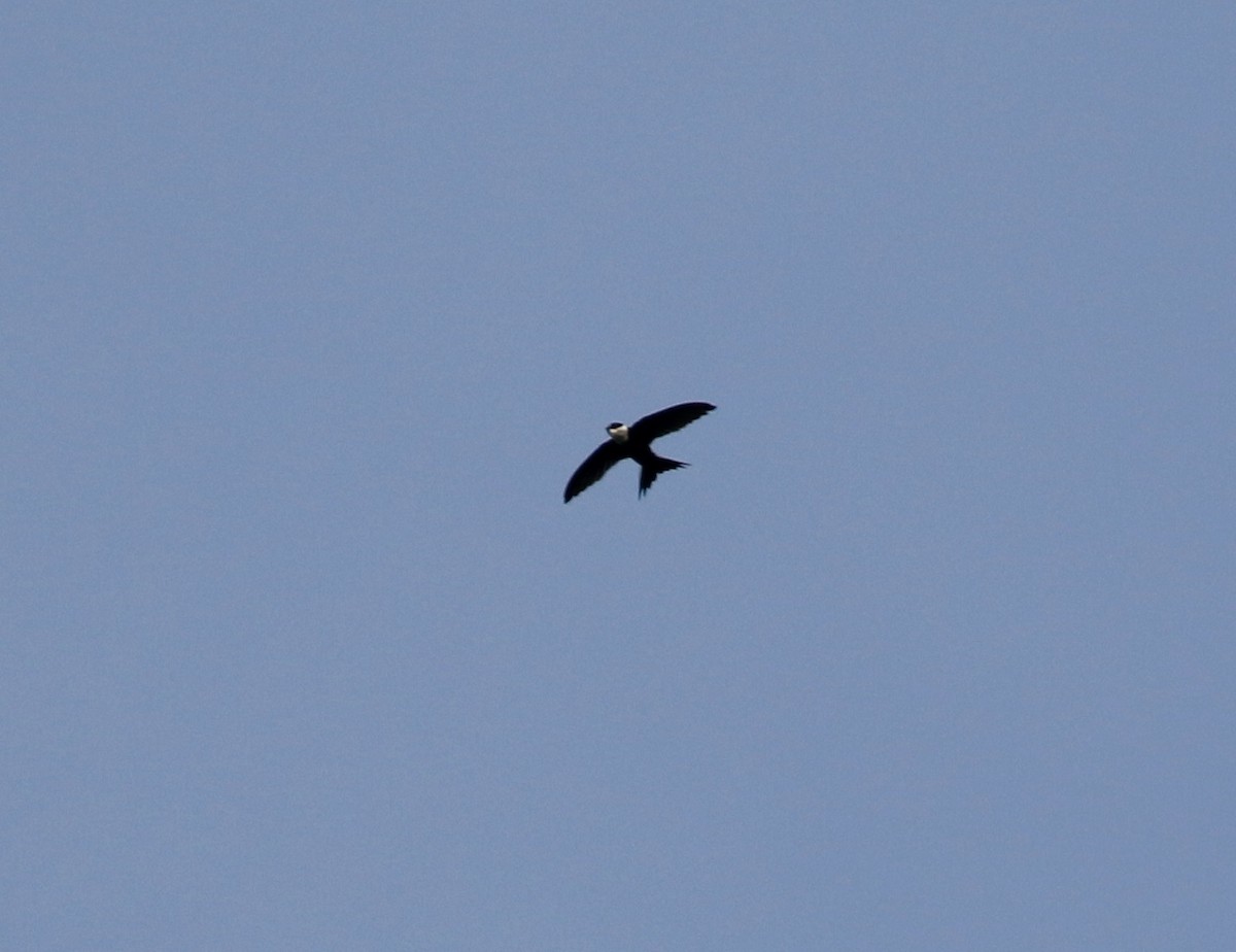 Lesser Swallow-tailed Swift - ML171402811