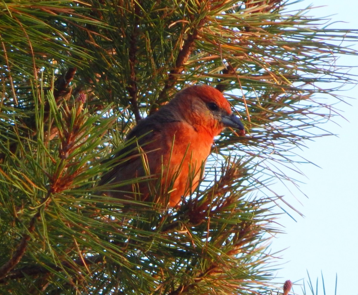 Hepatic Tanager - Teale Fristoe