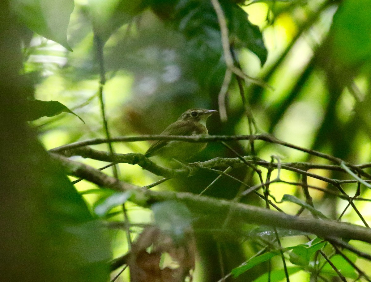 Stub-tailed Spadebill - ML171403901