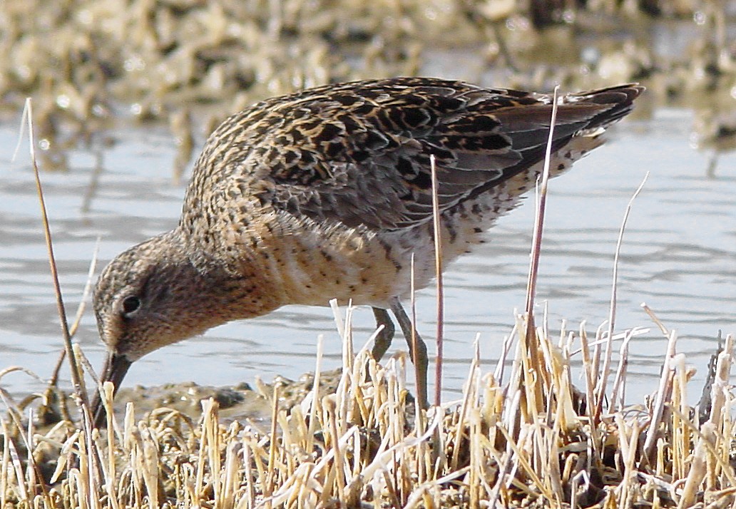 langnebbekkasinsnipe - ML171403911