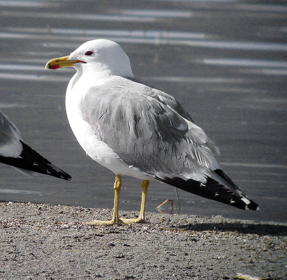 California Gull - ML171403931