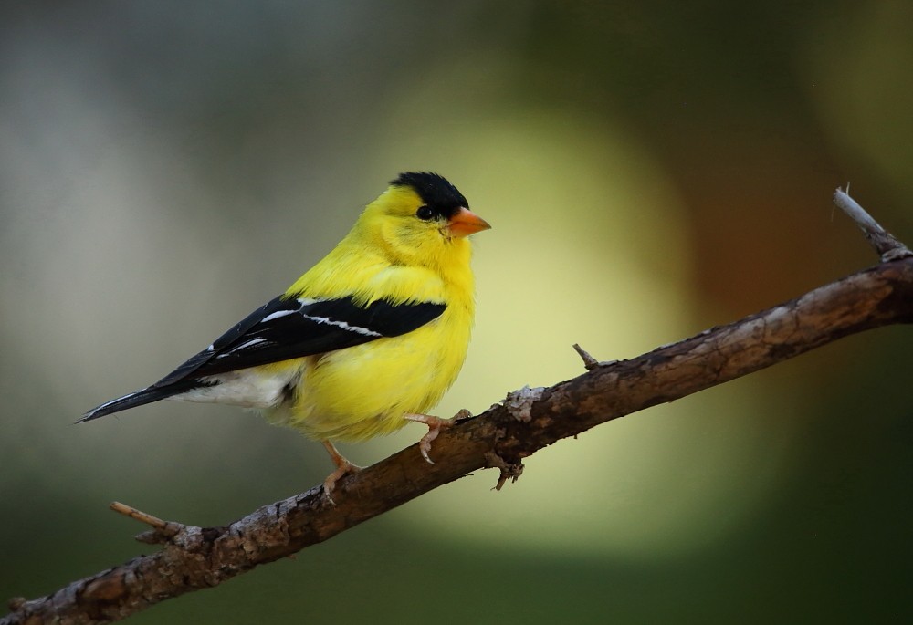 American Goldfinch - Josée Rousseau