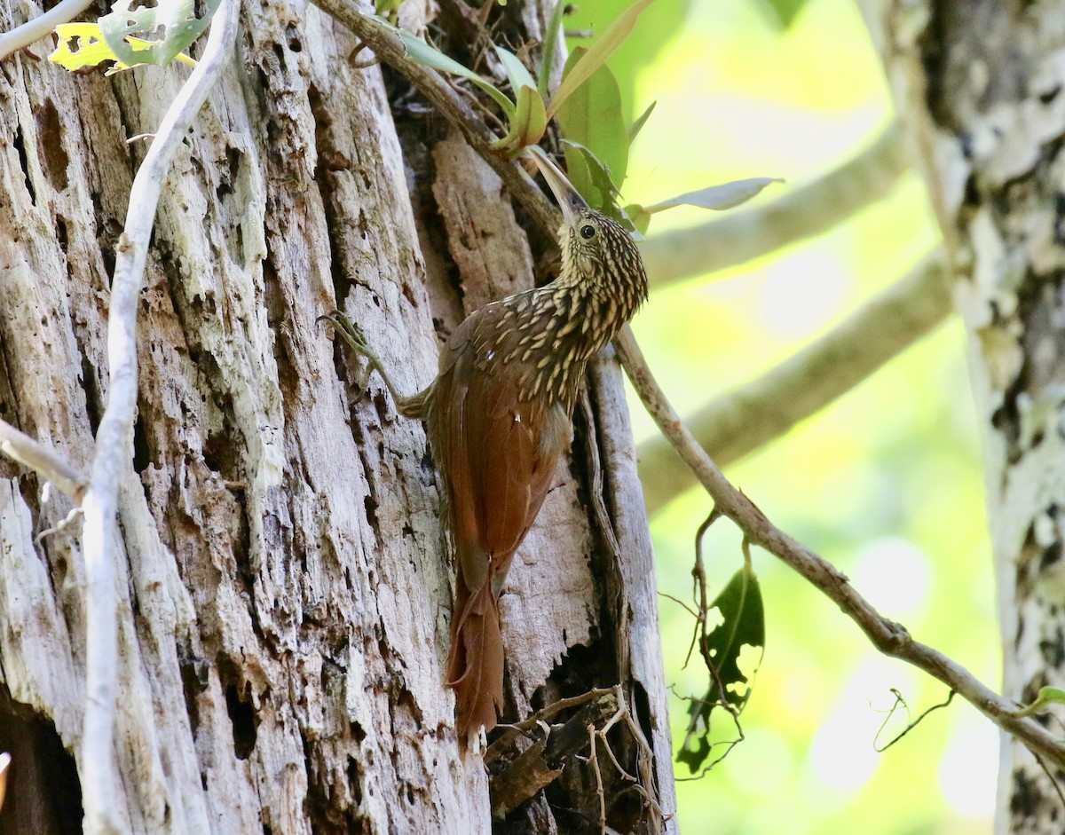 Ivory-billed Woodcreeper - ML171406371