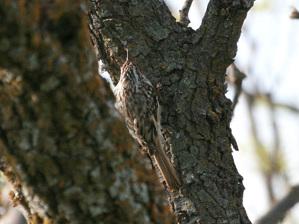 Brown Creeper - ML171406471