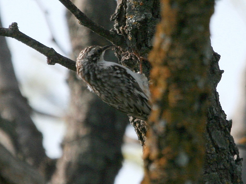 Brown Creeper - ML171406481