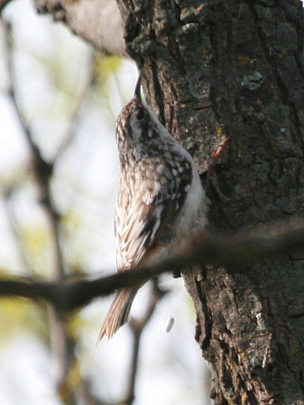 Brown Creeper - ML171406521