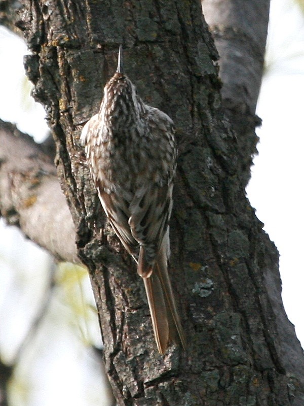 Brown Creeper - ML171406531
