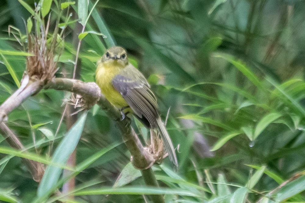 Yellow Tyrannulet - ML171406601