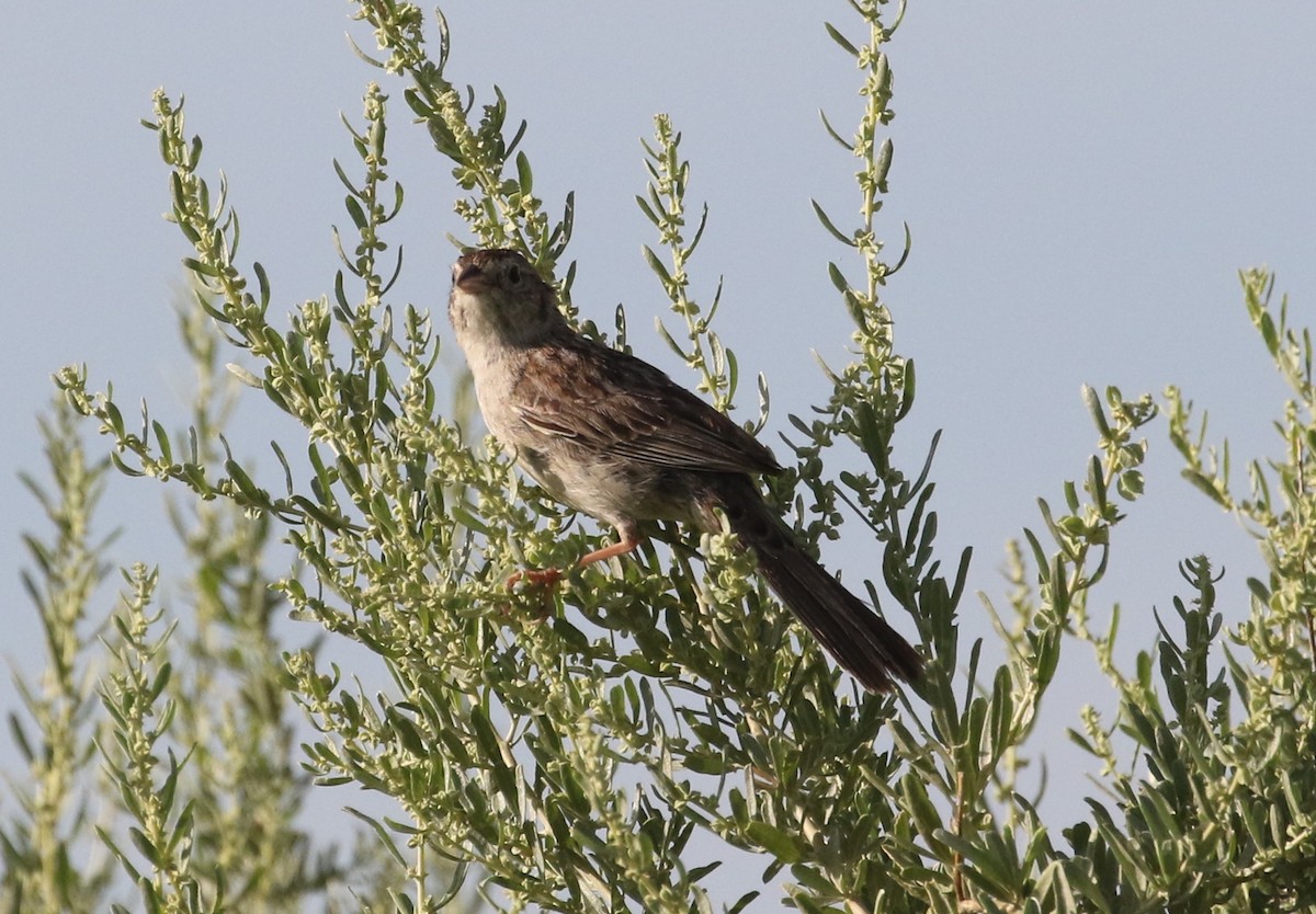 Cassin's Sparrow - Carol Ortenzio