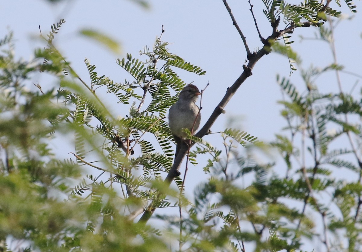 Rufous-winged Sparrow - ML171407141