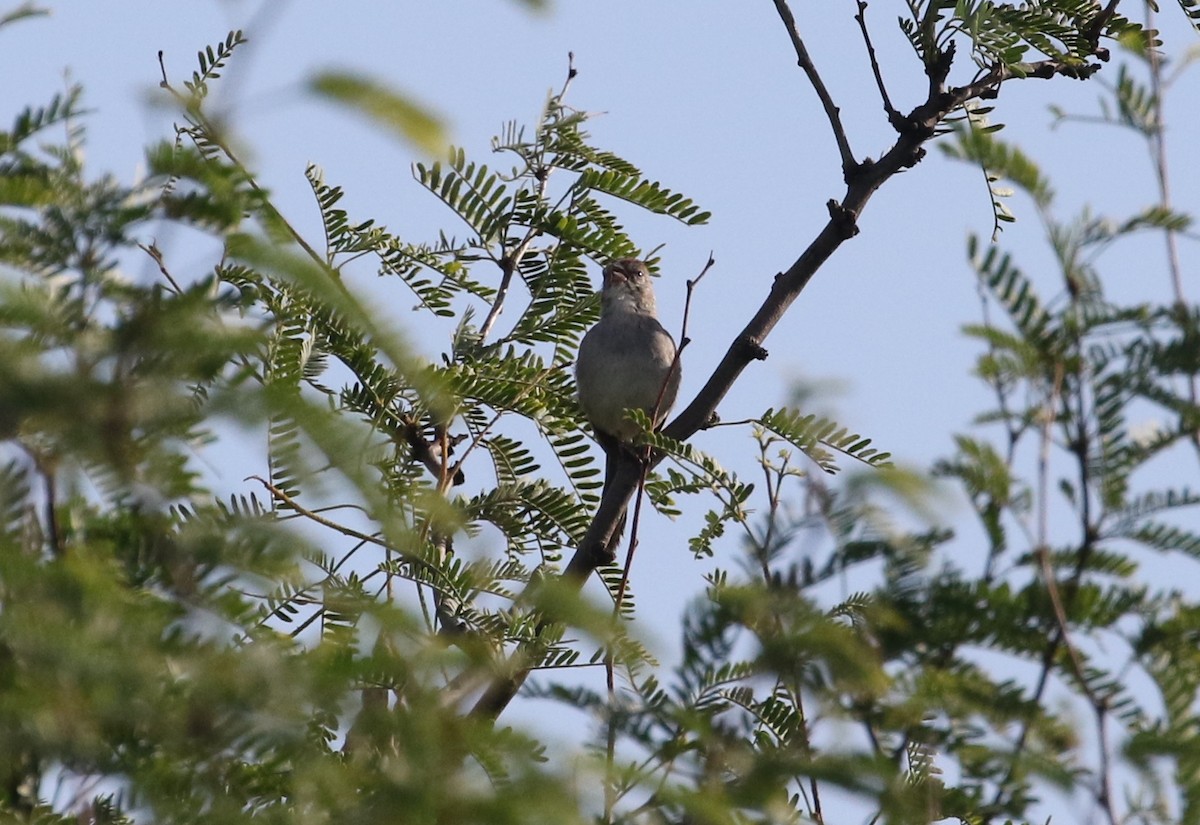 Rufous-winged Sparrow - ML171407151