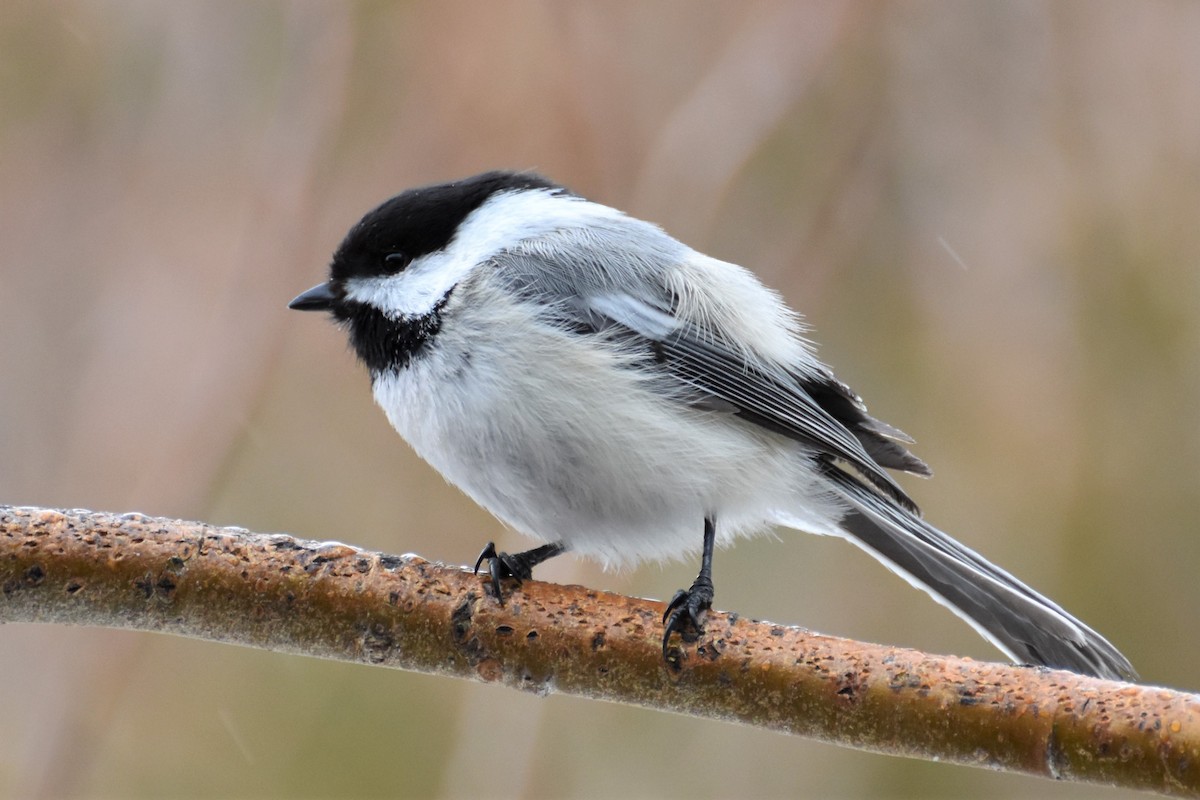 Black-capped Chickadee - Derek Hudgins