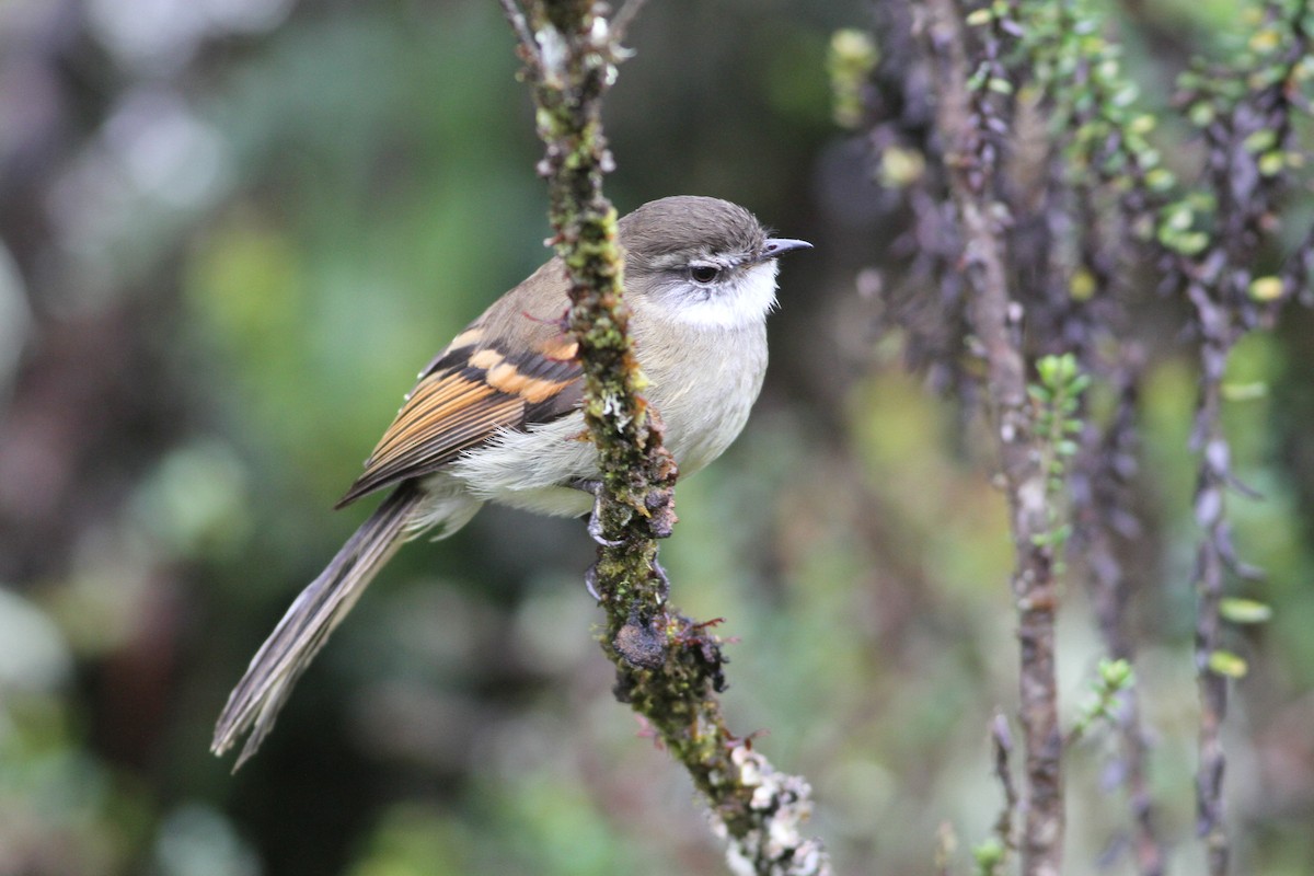 White-throated Tyrannulet - ML171408261