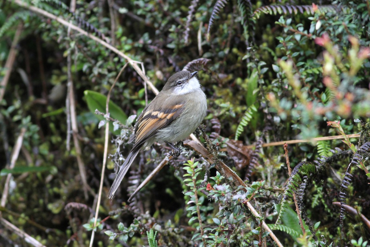 Tyranneau à gorge blanche - ML171408281